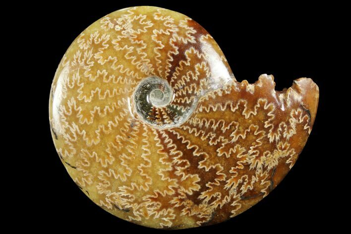 Polished, Agatized Ammonite (Cleoniceras) - Madagascar #94281